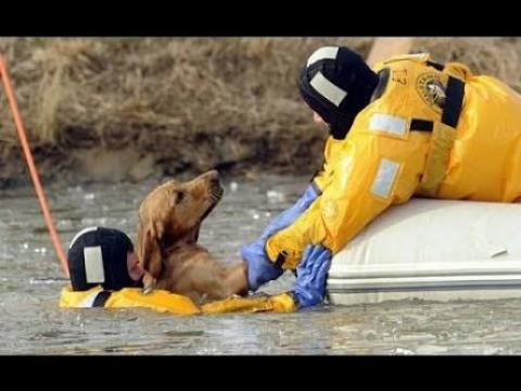 Most Inspiring Animal Rescue Compilation
