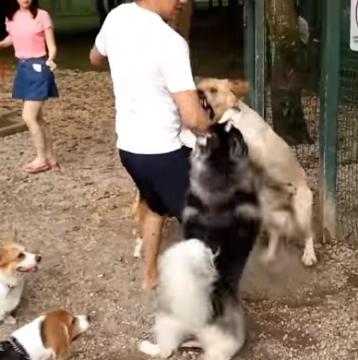 Big Dogs Fight In The Park
