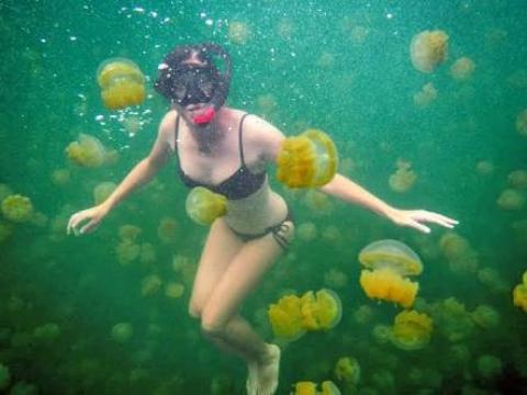 MUST WATCH: Swimming With Jellyfish - Wonderful!