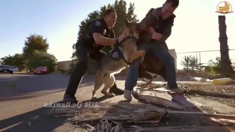 Amazing And Well Trained Police Shephred Dogs